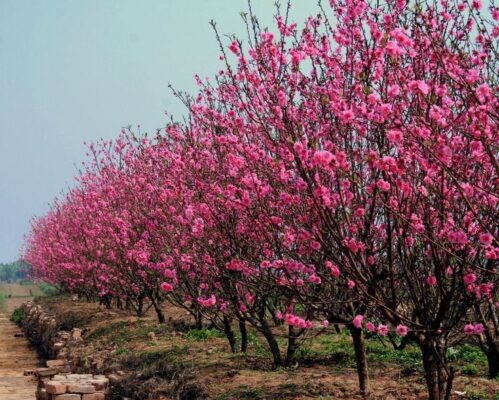 Hoa Đào tượng trưng cho mỗi mùa Tết 